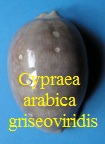 Cypraea arabica griseoviridis